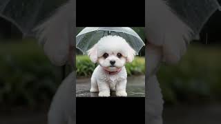 35 Fun Facts about BICHON FRISE Dogs  from your DAILY DOG SPOT