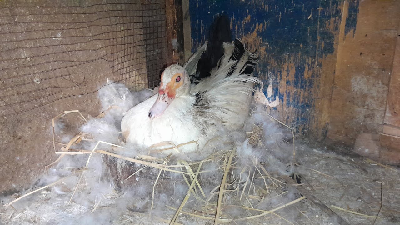 أسرار ترقيد البط وكيفية تجهيز المكان الصحيح لترقيد البط عشان نضمن إن يطلع أكبر كمية فقس 🐣