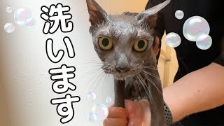 半年ぶりのシャンプーで別人みたいになった猫ハムちゃん