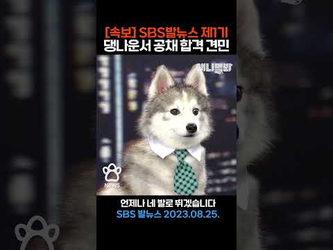 [속보] SBS발뉴스 <strong>제1기</strong> 댕나운서 공채 최종 합격 견민은..ㅣSBS 발뉴스(2023.08.25.) #애니멀봐 #shorts