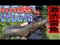田んぼの濁りをロングキャストで打開しろ!【Snake head in rice field!!】