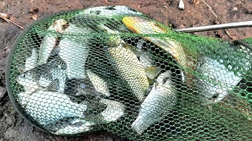 Mồi câu cá diếc chuẩn nhất là mồi giun. Giật nhức cả nách toàn diếc to.