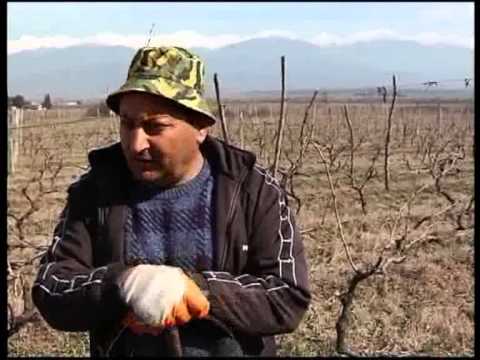 „დემოკრატიული მოძრაობა -- ერთიანი საქართველოს\" წარმომადგენლების ბრალდება