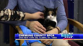 Meet Your Next Adoptable Pet at the Chemung County SPCA