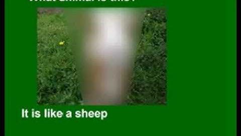 Create a visual quiz