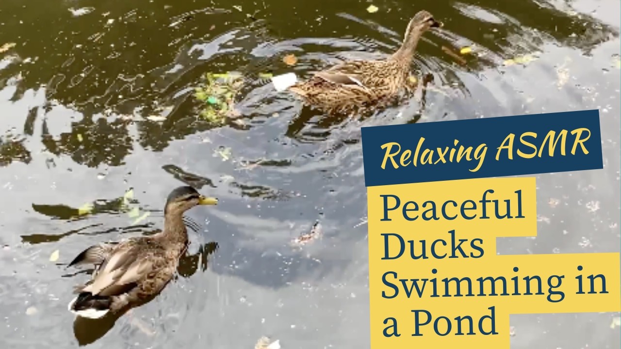 ASMR - Relaxing Duck Video for Animal Lovers and Pets!