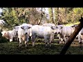La fbb intervient pour sauver une soixantaine de bovins dans le valdoise 
