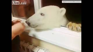 man feeds bear through window location russia