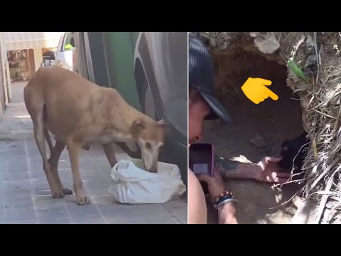 She Eats Garbage So Her Puppies Can Live — But They're Crying Alone in a  Hidden Den - YouTube