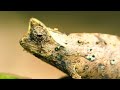 Incredible Wild Animals in Dolby Vision HDR 4K 120 FPS Video - Scenic Wildlife