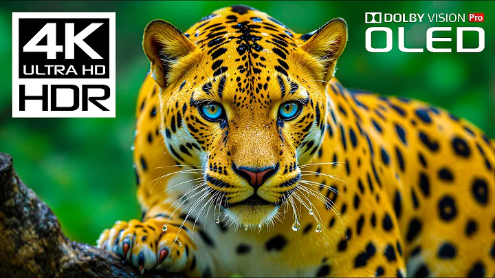 Incredible Wild Animals in Dolby Vision HDR 4K 120 FPS Video - Scenic Wildlife