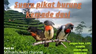 suara pikat burung kemade gunung (part02) andalan