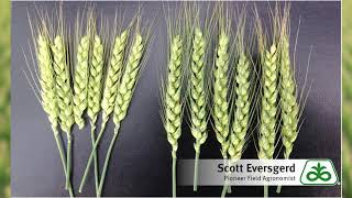 Wheat Harvest and Corn Nitrogen Application