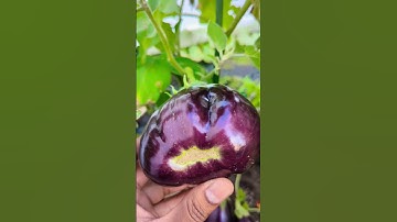 When to Harvest Eggplant ! Best tips ! Black Beauty  #eggplant #garden #shorts