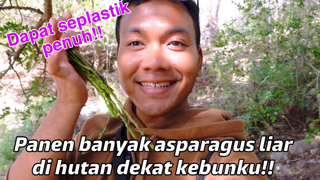 PANEN BANYAK ASPARAGUS LIAR DI HUTAN DEKAT KEBUNKU!! TAS HAMPIR PENUH !!