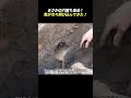 まさかの穴掘り漁法! 魚が次々飛び込んできた!