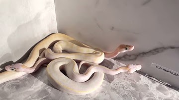 Ivory, pastel ivory, and super pastel Ivory ball python comparison