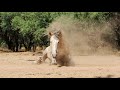 Salt River Wild Horses