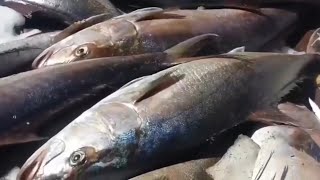 Une bonne pêche du poissons limons par un chalutier a l'Est d'Alger