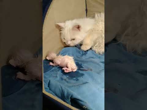 Mother Cat Surprisingly