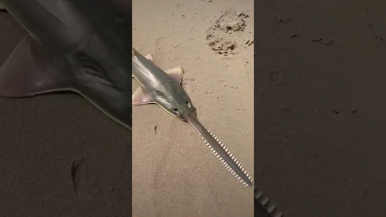 RARE!! Baby saw fish 