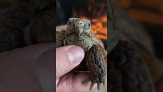 🐢🐢 Caricias 🥳 ❤️ #tortoiselove #tortugas #tortoise