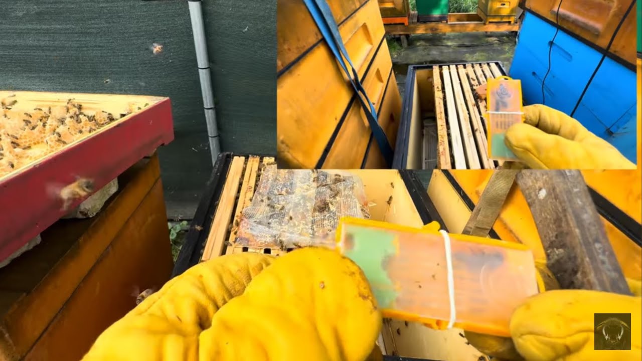 HDR 5-22. Przegląd - weryfikacja rodzin. Głód lipcowy