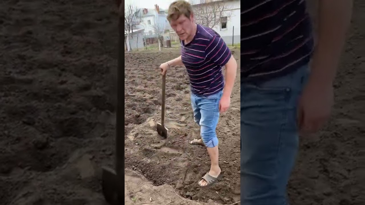we plant Russian potatoes, fazenda, vegetable garden, spring, весна, огород, картошка