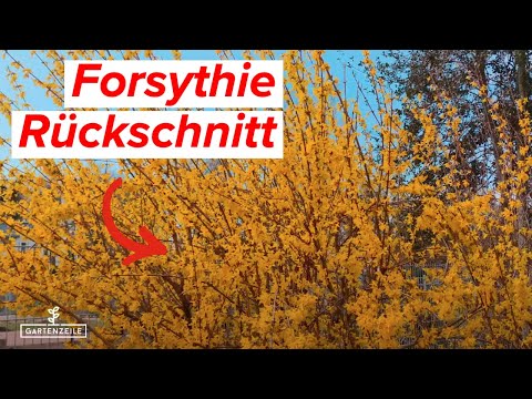 Forsythie zurückschneiden - Darauf solltest du achten!