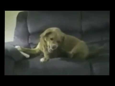 Video: De Hond At Zijn Poot