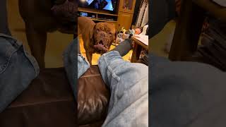 Dogue de Bordeaux  Have you ever experienced overtired kid trying to annoy you? Kine is similar.