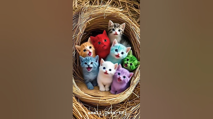 Cat Face😸 Grinning Cat Face with Smiling Eyes🐾 Paw Prints#cat #cats #catlover #catvideos #catlovers