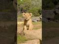 “Caught staring at the camera while mom dreams nearby 🐾”#animals #shorts #cubs #lioncub