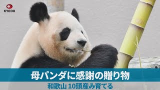 母パンダに感謝の贈り物 和歌山、10頭産み育てる