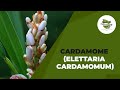 Les bienfaits du cardamone 