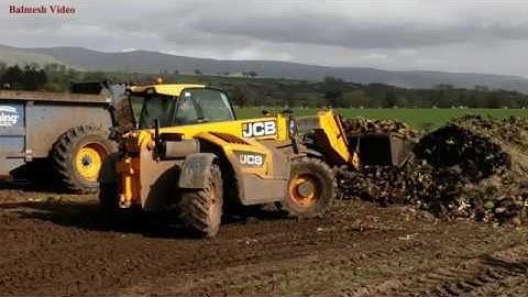 Loading Beet with JCB and Feeding to Sheep with Spreader.