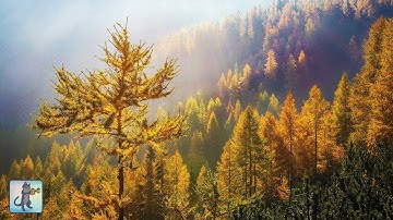 Amazing Nature Scenery & Relaxing Music for Stress Relief (Autumn Edition)