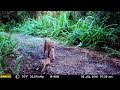 Browning Recon Force and Moultrie M-999i Trail Camera Action