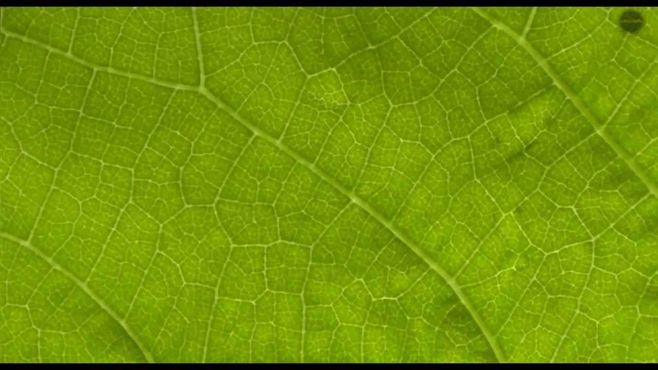 JVC Everio GZ-E205: Leaf Zooming [Full HD]