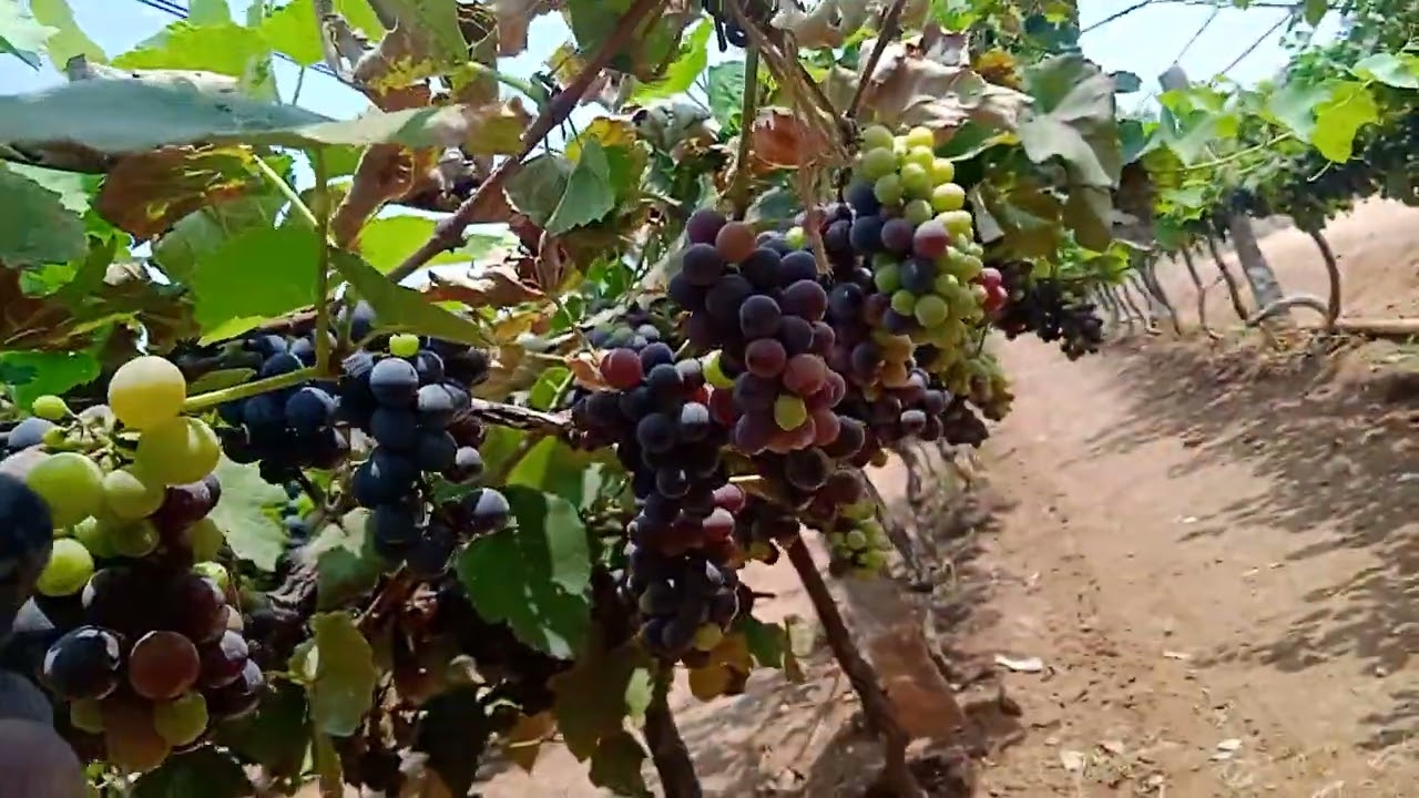 Concord grapes