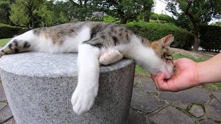 猫が小さな石の上で体をだら～んと伸ばす