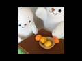 パペたん ミカンむいてみる
