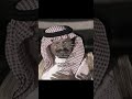 ياسعود شعر قصيد