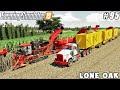 Harvesting and selling sugar cane | Lone Oak Farm | Farming simulator 19 | Timelapse #95