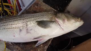 5 15 16 30 Pound Bass hit right in the wash by 40 year long fishing local