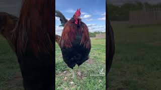 A one to one ratio is an awful idea. #chickens #shortsfeed #roosters #learning