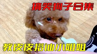 Funny Dog Collection: The shoveling officer taught the dog to strike up a conversation and used eve by 皮皮和小妞 Dog PP and Xiaoniu 1,610 views 8 days ago 12 minutes, 9 seconds