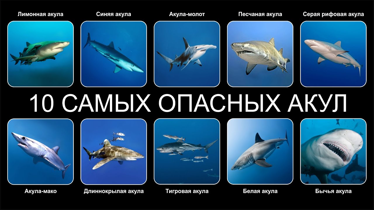 назовите самых опасных акул для человека