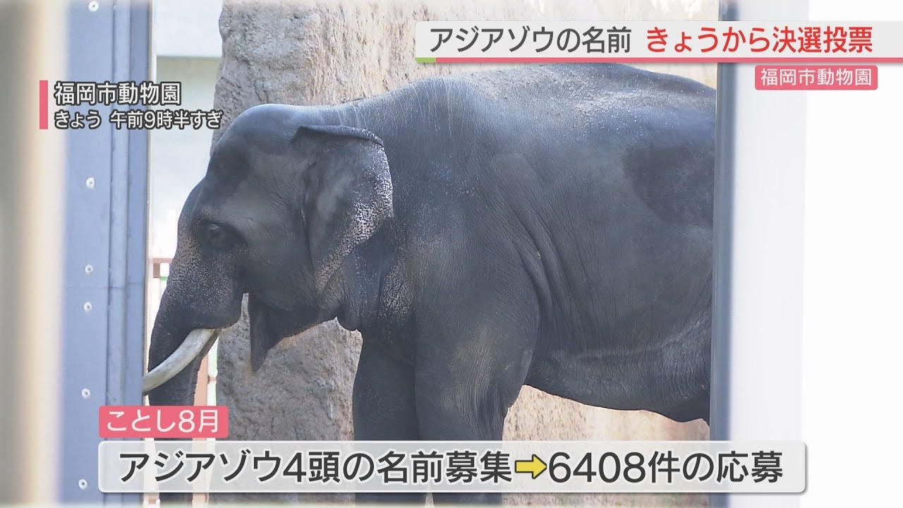 福岡市動物園】アジアゾウの名前 12日から決選投票 急死のゾウにも名前
