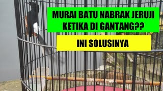 Tips / Cara ampuh menangani burung murai batu yang selalu nempel di jeruji saat di lombakan